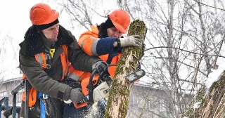 Опиловка деревьев Тамбов цена от 1030 руб.